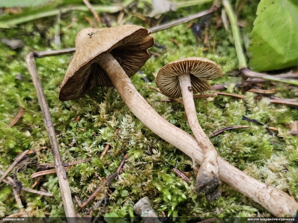 Šķiedrgalvīte (nenoteikta)