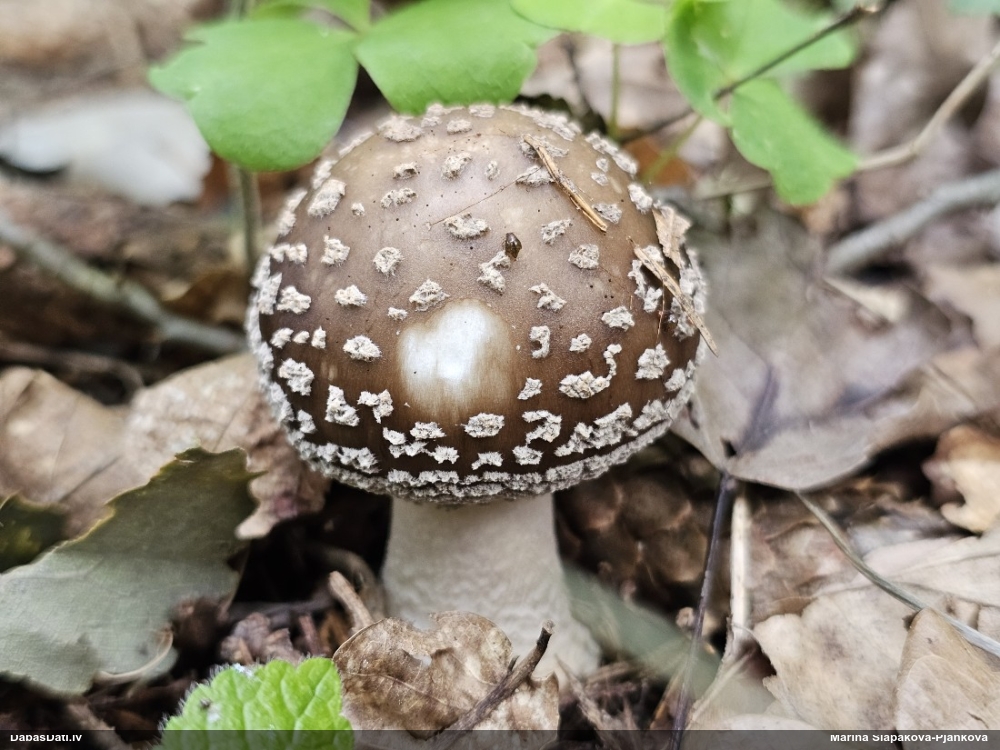 Makstsēne, mušmire (nenoteikta)