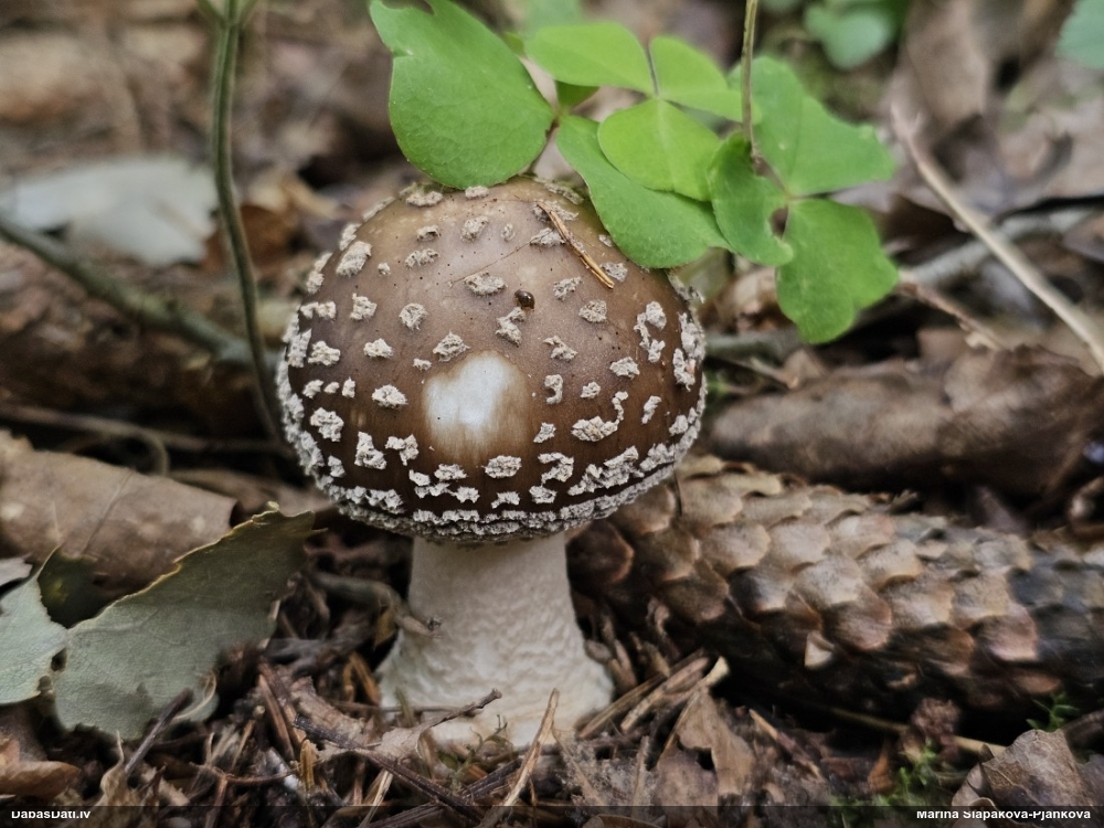 Makstsēne, mušmire (nenoteikta)