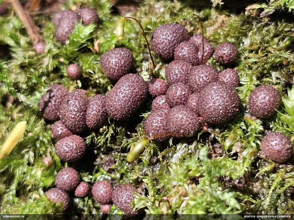 Persiku vilkpienaine