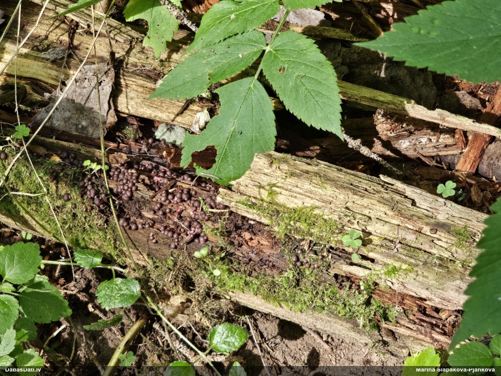 Persiku vilkpienaine