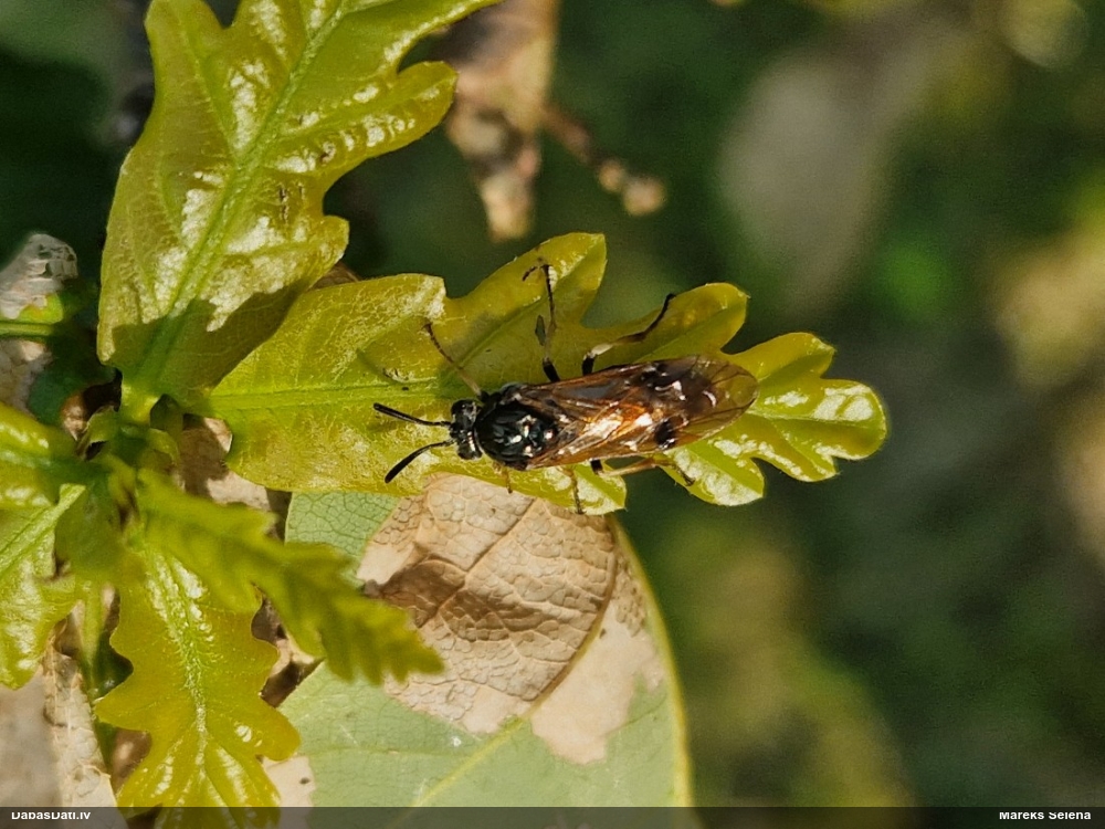 Koklapsene Arge ustulata