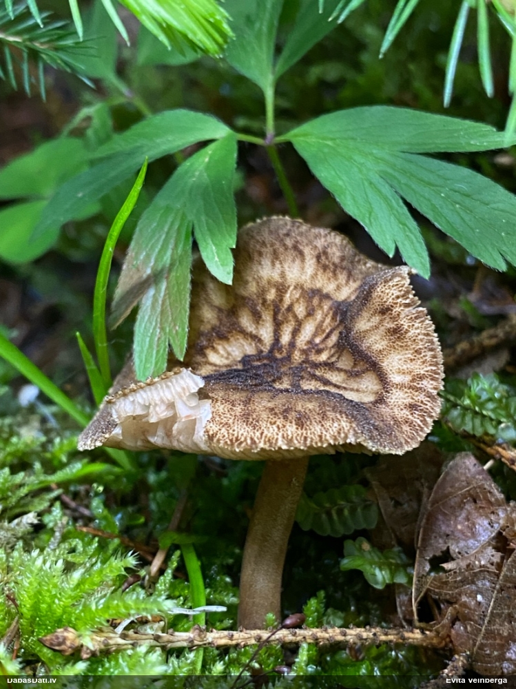 Ēnainā jumtene