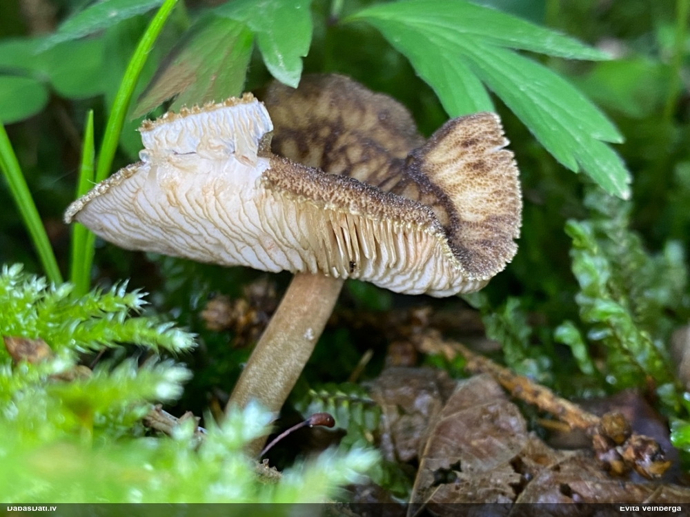 Ēnainā jumtene