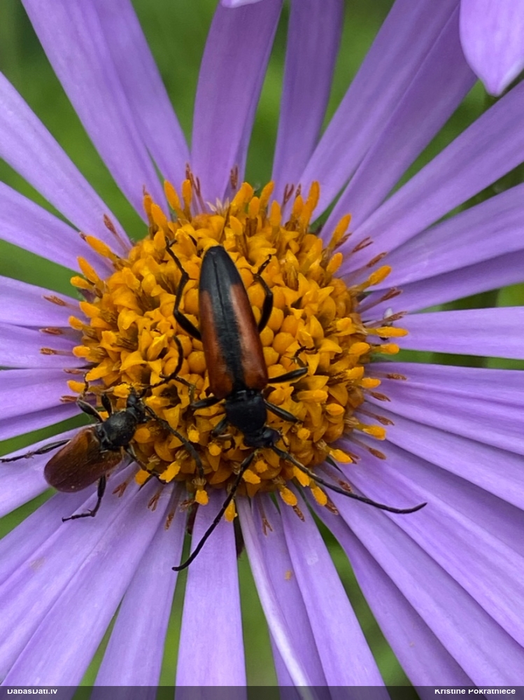 Koksngrauzis Stenurella melanura