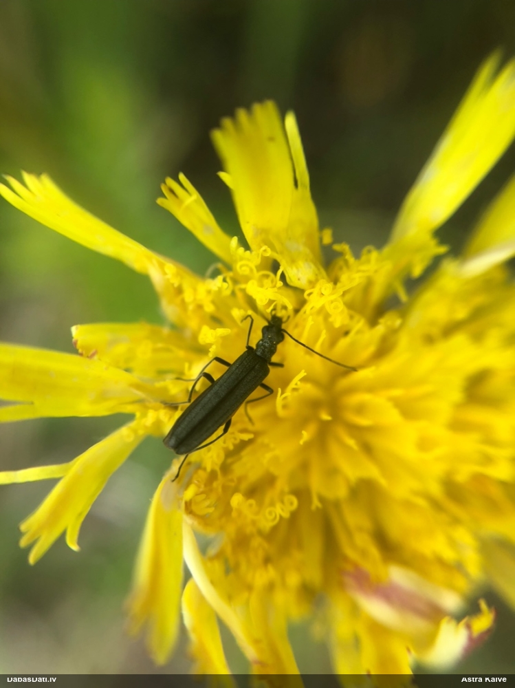 Māņkoksngrauzis Oedemera sp.