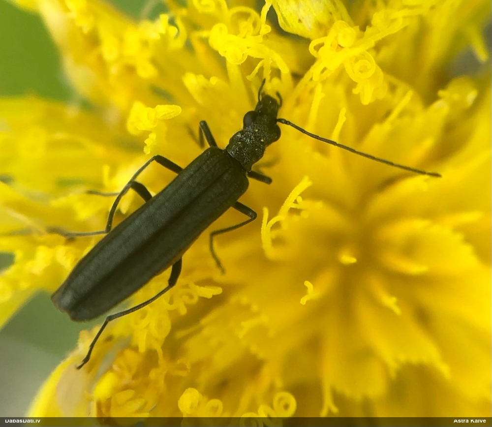 Māņkoksngrauzis Oedemera sp.