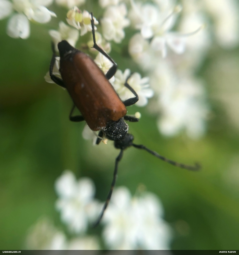 Koksngrauzis Stictoleptura maculicornis