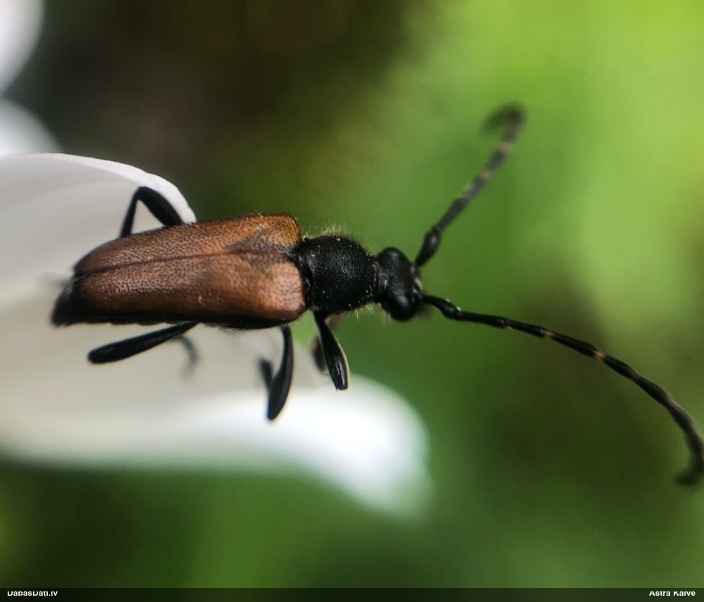 Koksngrauzis Stictoleptura maculicornis