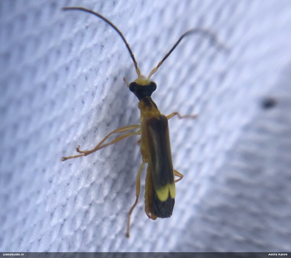 Mīkstspārnis Malthinus punctatus
