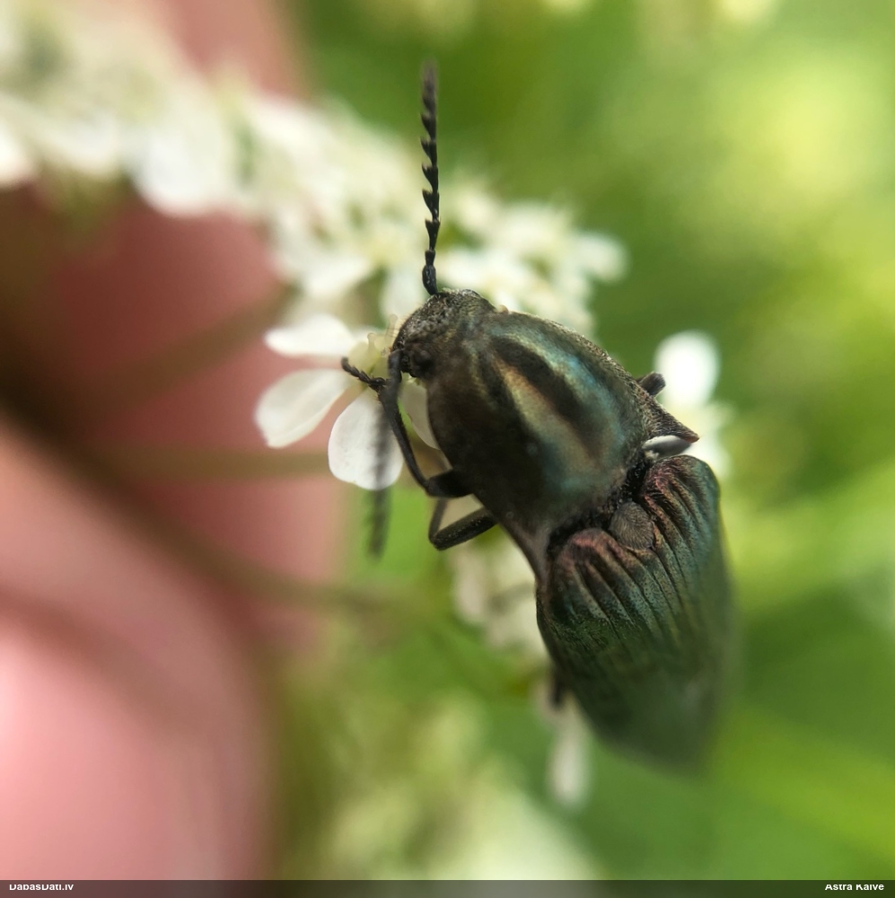 Sprakšķis Ctenicera pectinicornis