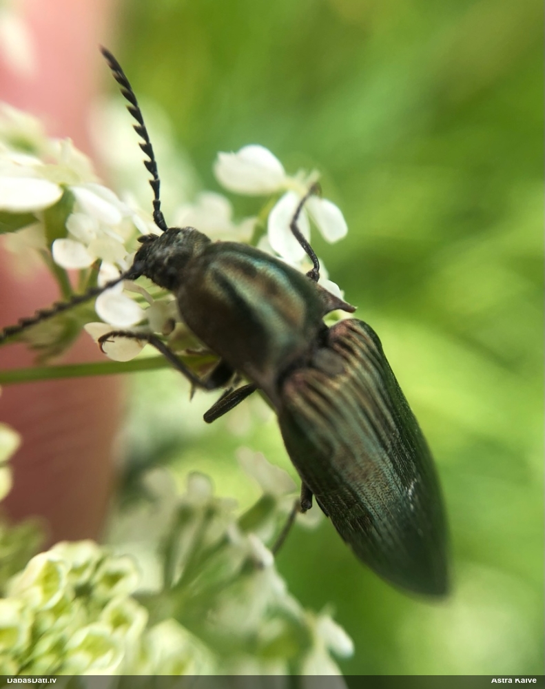 Sprakšķis Ctenicera pectinicornis