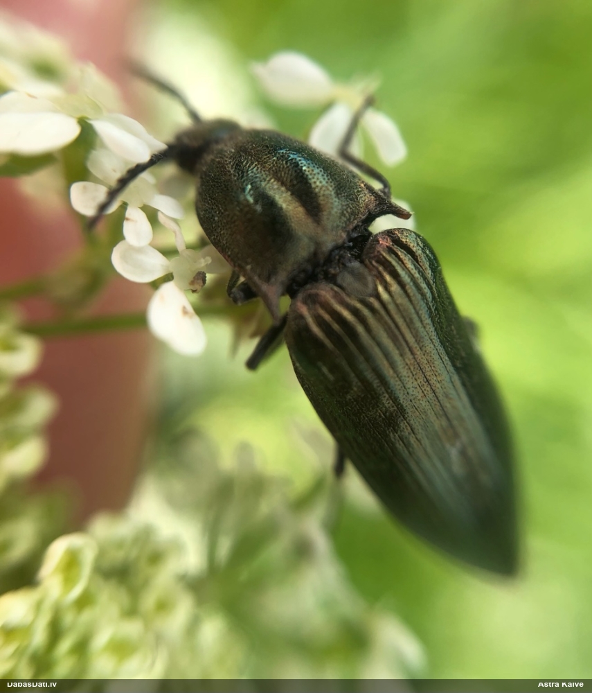 Sprakšķis Ctenicera pectinicornis
