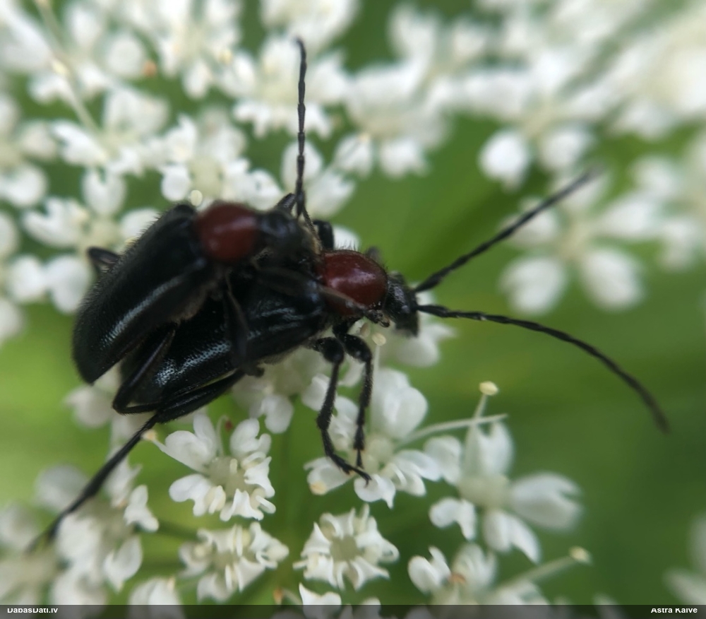 Koksngrauzis Dinoptera collaris