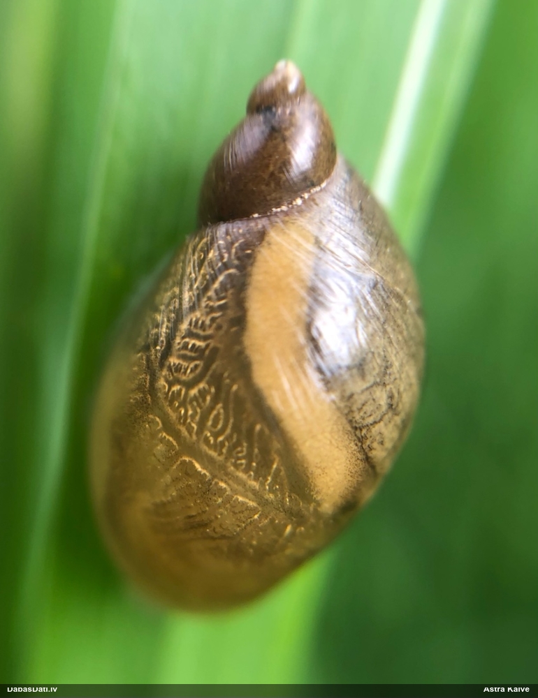 Dzintargliemezis Succinea sp.