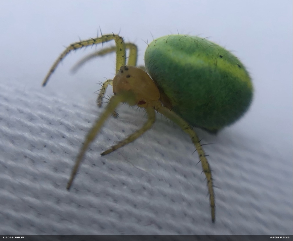 Krusta zirneklis Araniella sp.