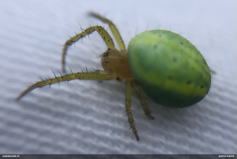 Krusta zirneklis Araniella sp.