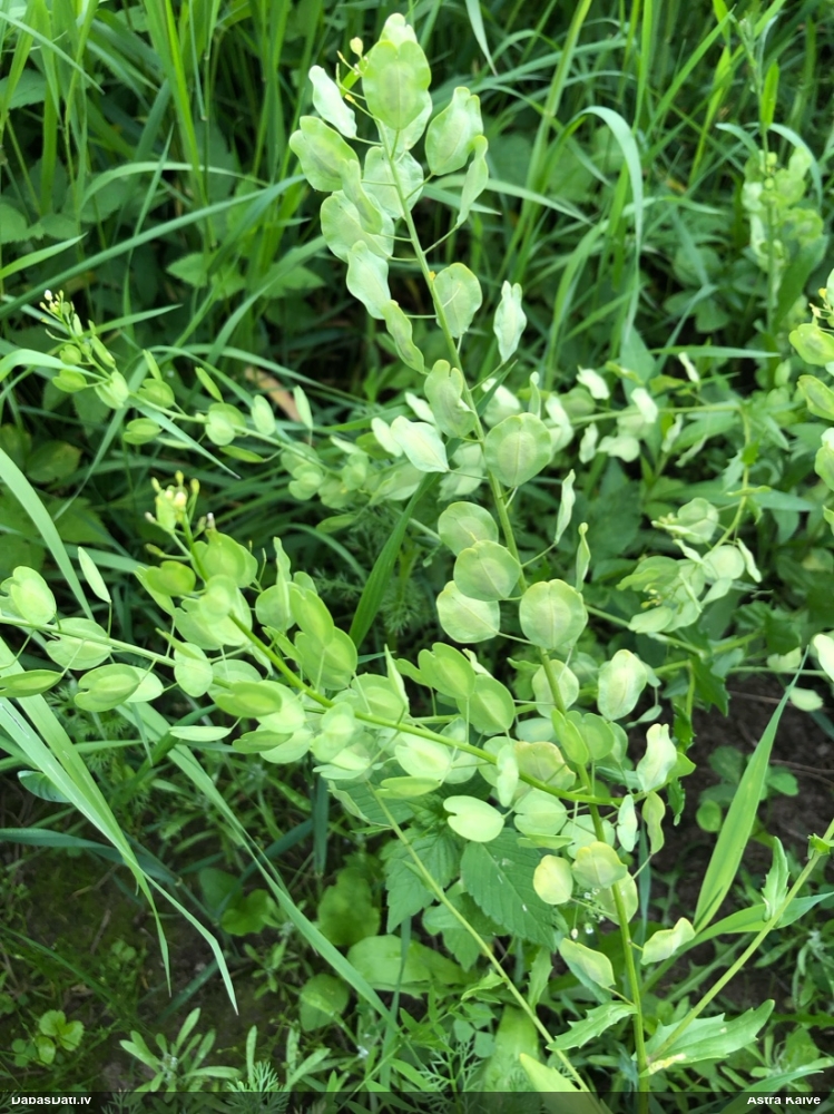 Tīruma naudulis