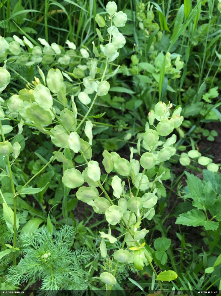 Tīruma naudulis