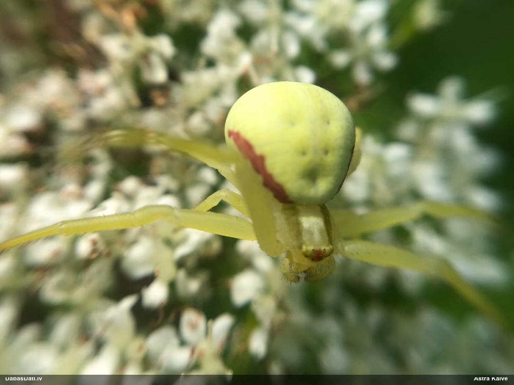 Krabjzirneklis Misumena vatia
