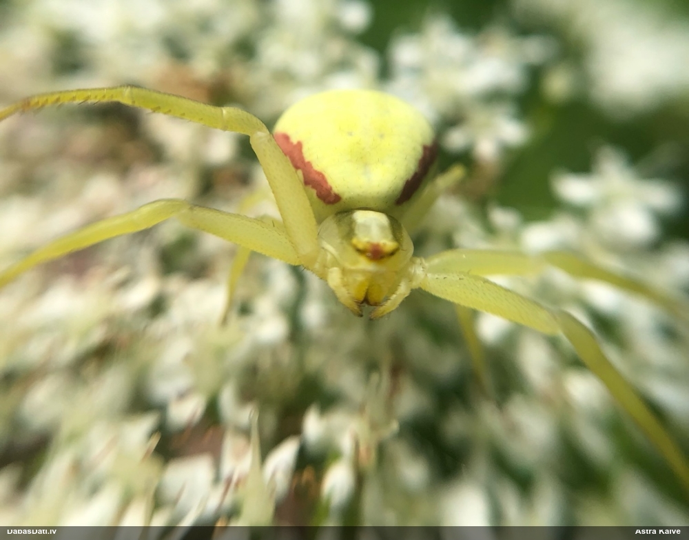 Krabjzirneklis Misumena vatia