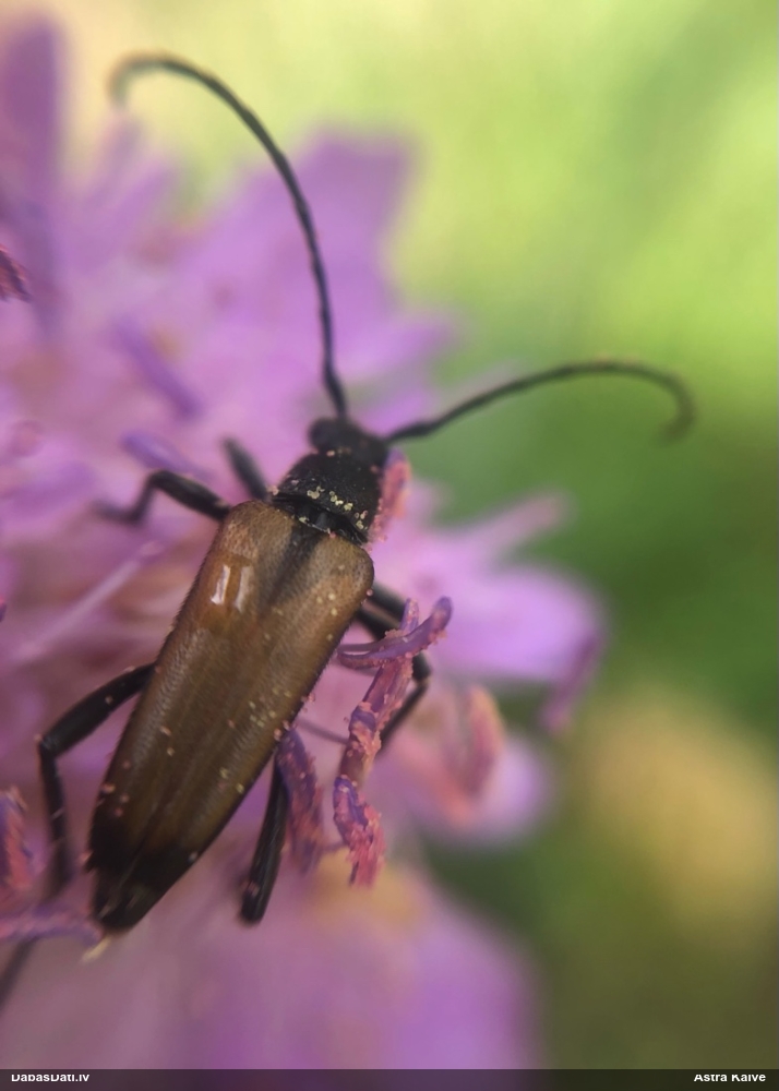 Koksngrauzis Anastrangalia sp.