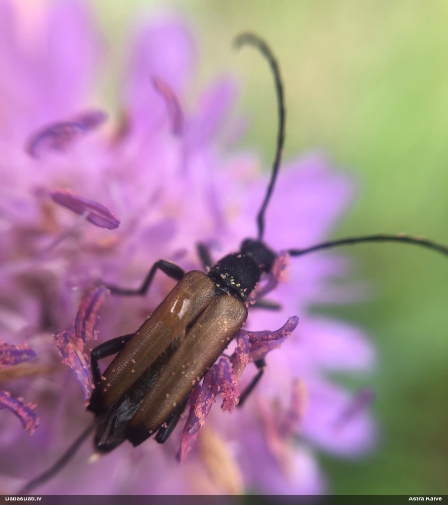 Koksngrauzis Anastrangalia sp.