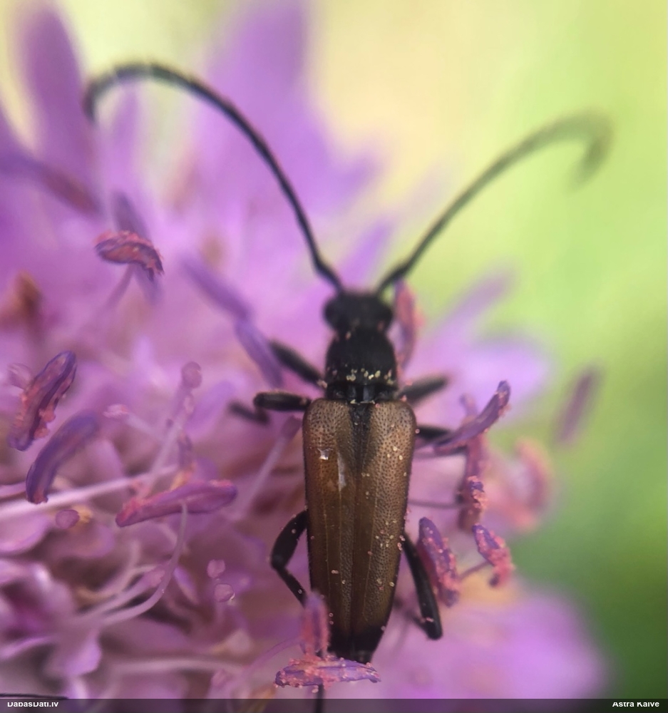 Koksngrauzis Anastrangalia sp.