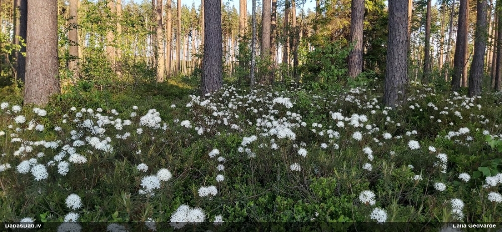 багульник болотный