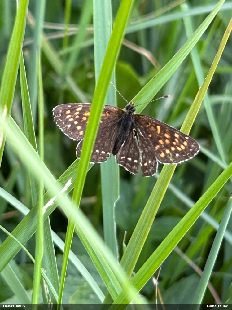 Baldriānu pļavraibenis