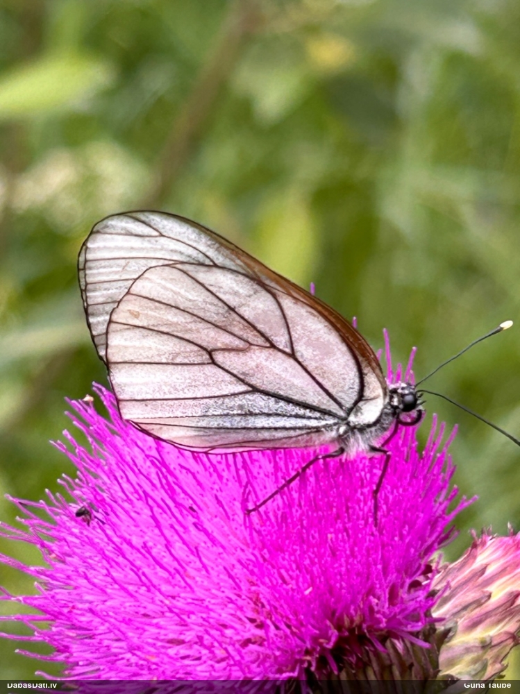 Lapkoku baltenis
