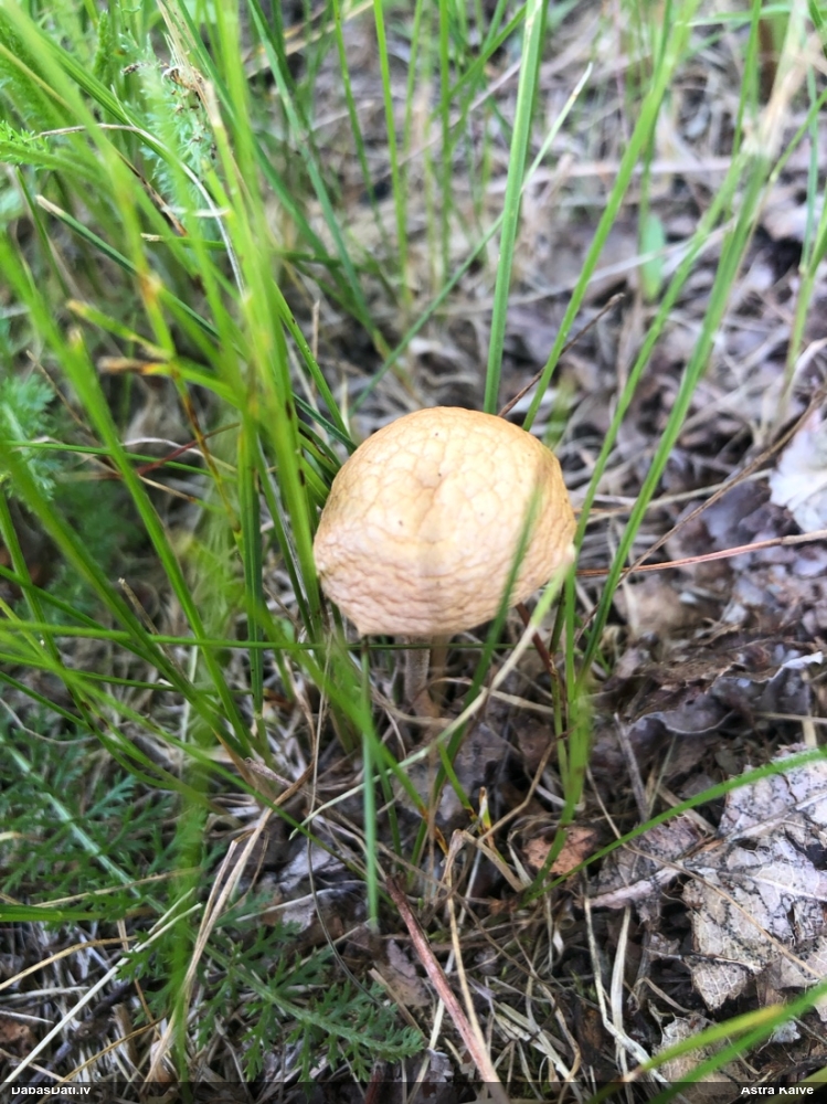 Tīrumene (nenoteikta)