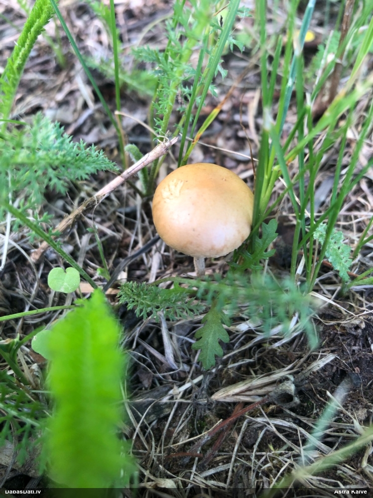 Tīrumene (nenoteikta)