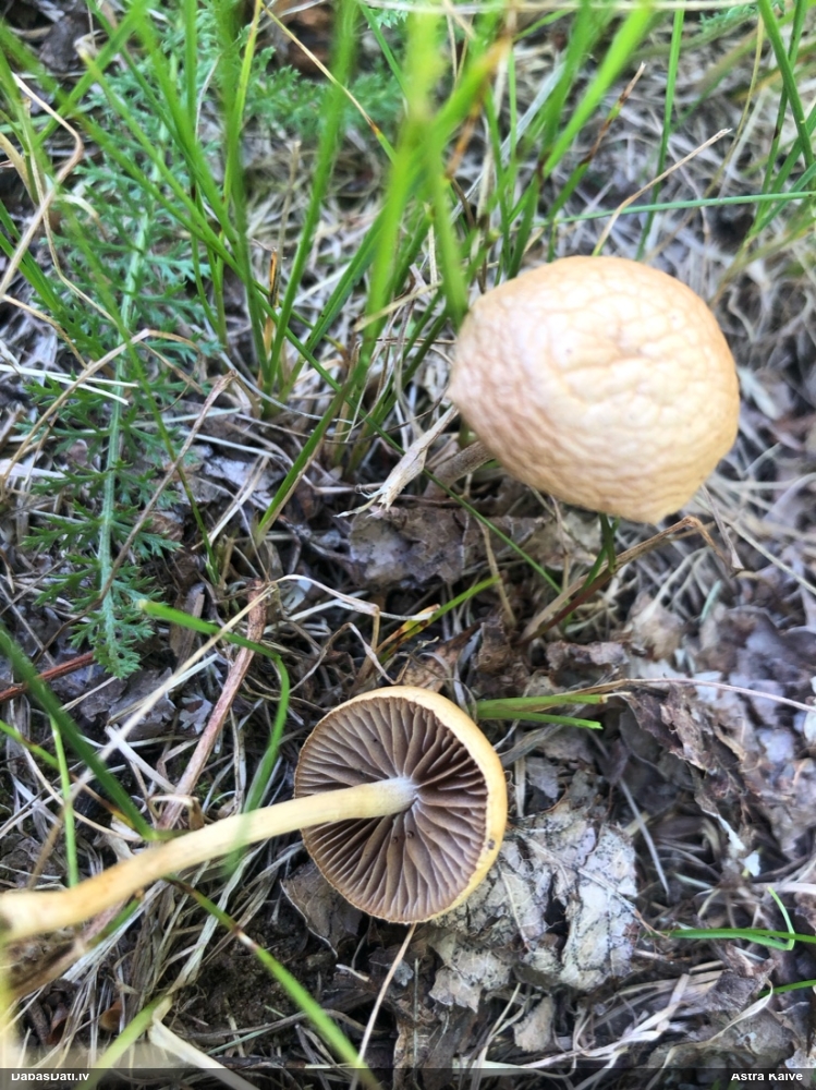 Tīrumene (nenoteikta)