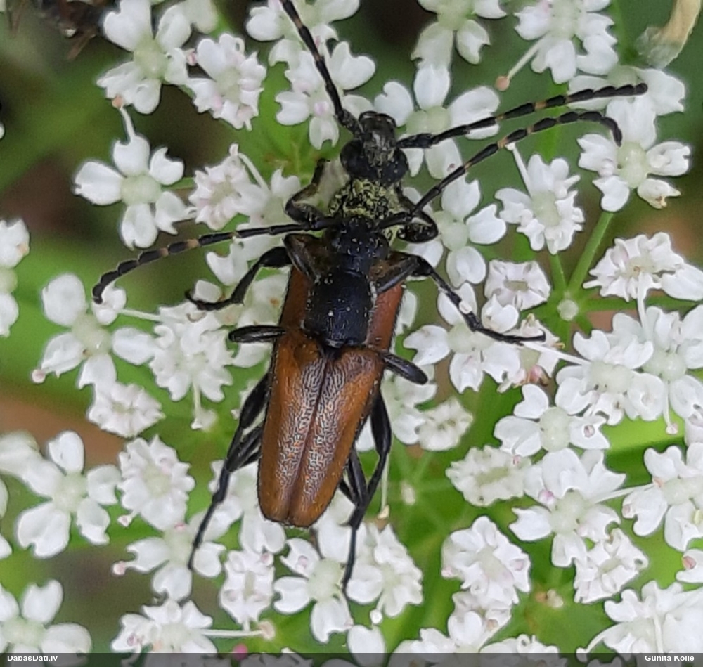 Koksngrauzis Stictoleptura maculicornis