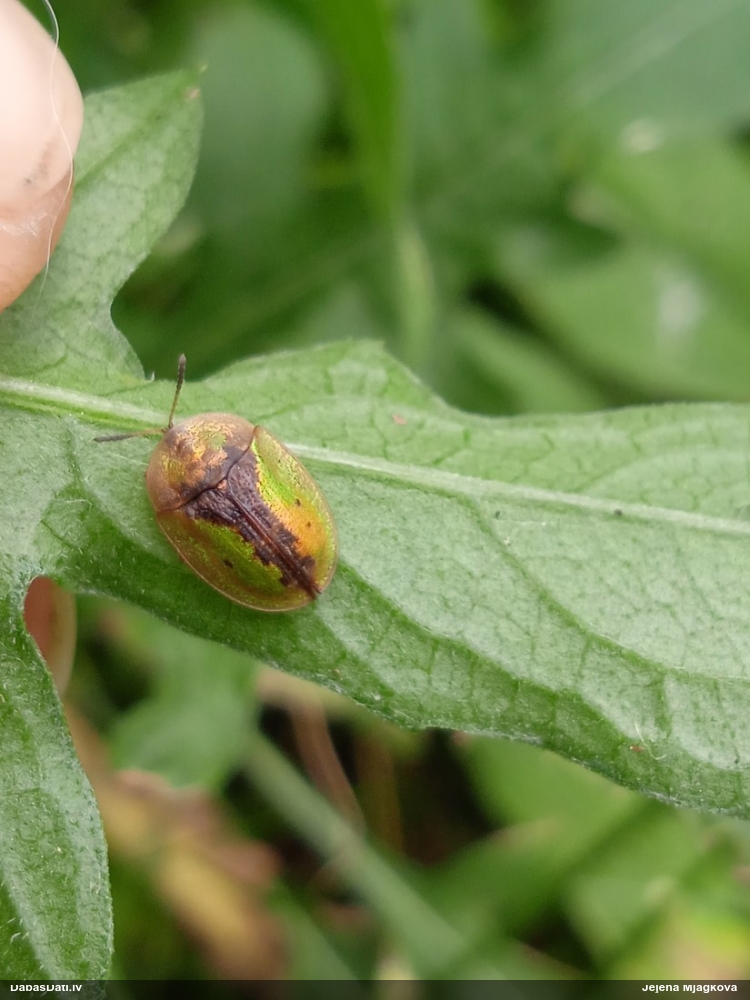 Vairogvabole Cassida vibex
