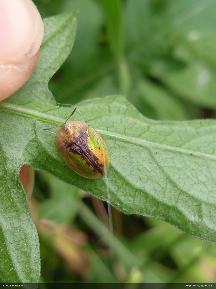 Vairogvabole Cassida vibex