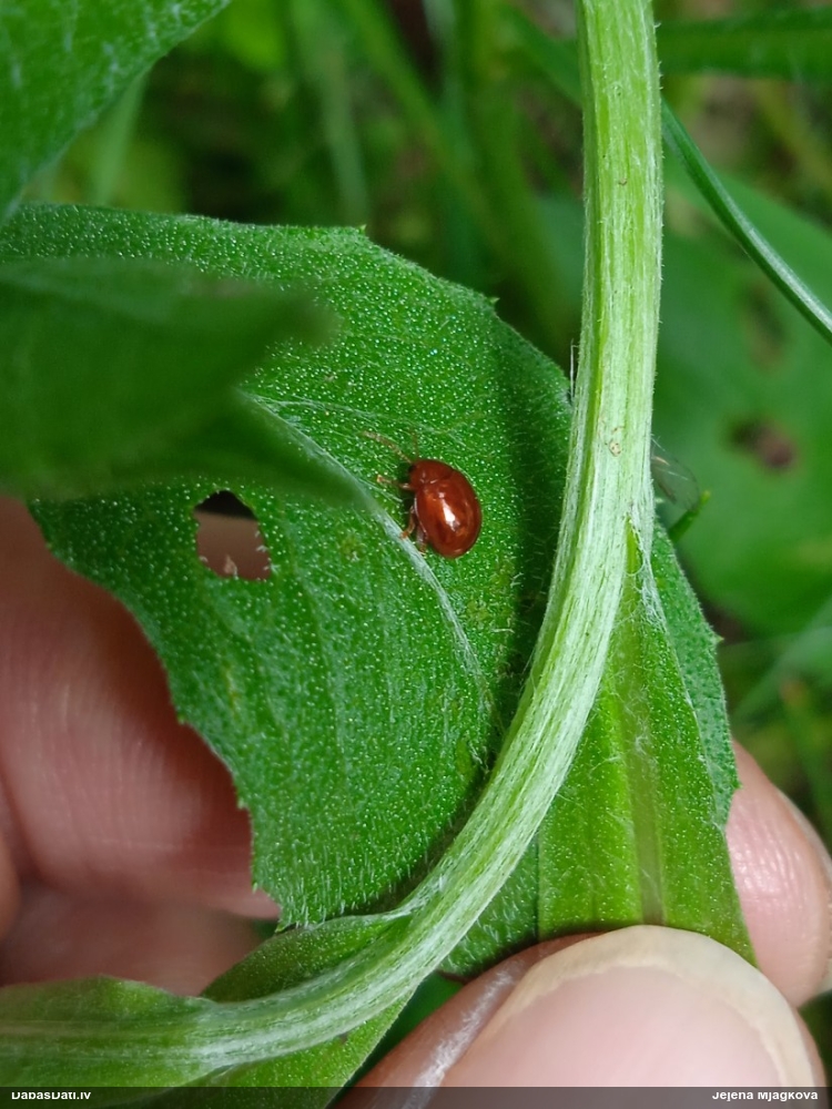 Lapgrauzis Sphaeroderma sp.