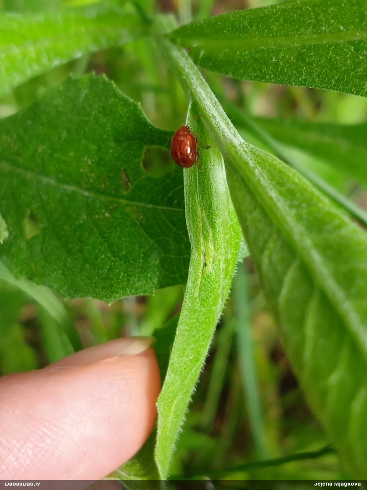 Lapgrauzis Sphaeroderma sp.