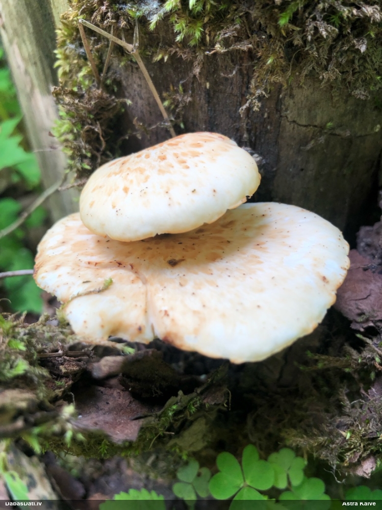 Bumbuļa kātiņpiepe