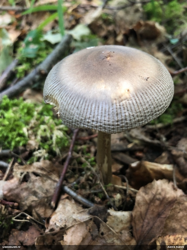 Divkrāsu makstsēne