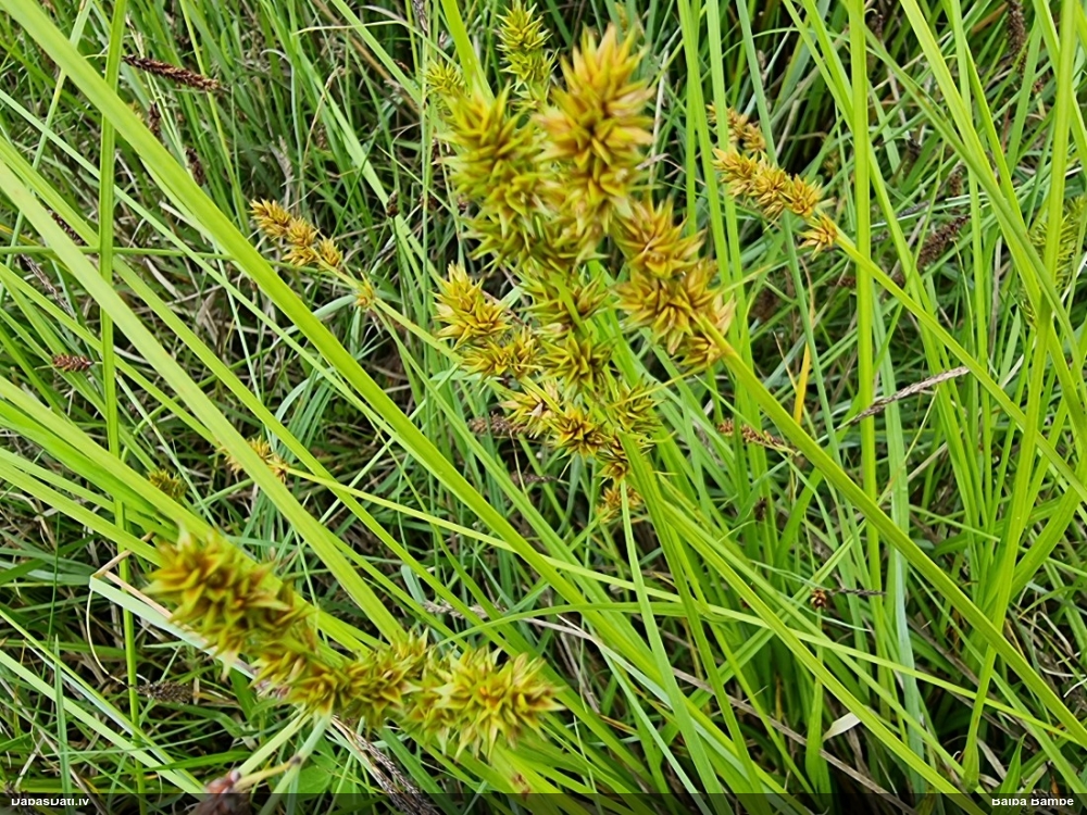 Otruba grīslis