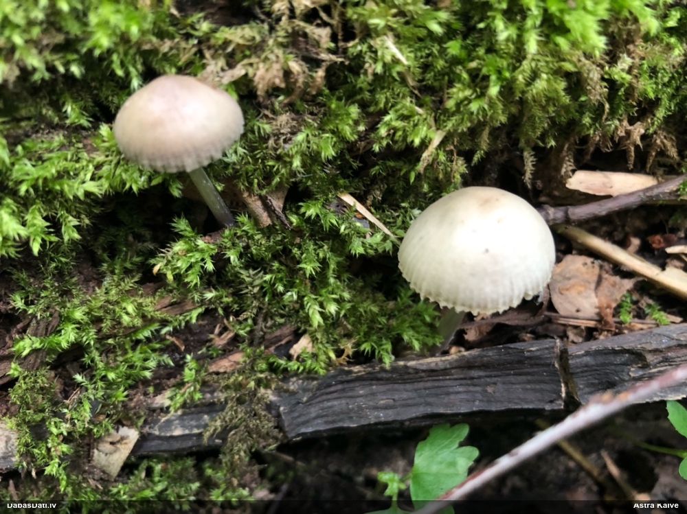 Sēntiņa (nenoteikta)