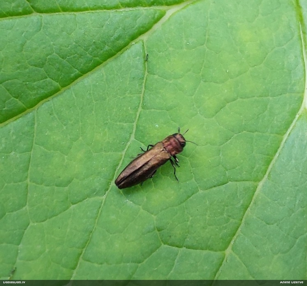 Šaurspārnkrāšņvabole Agrilus sp.