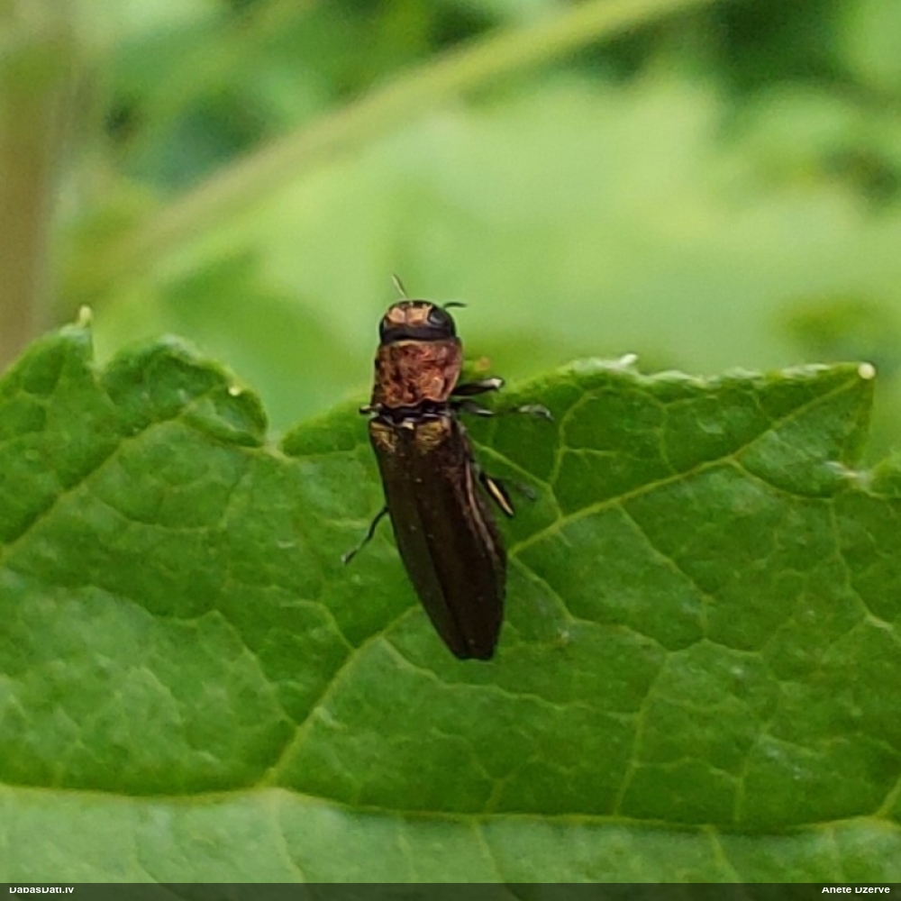 Šaurspārnkrāšņvabole Agrilus sp.