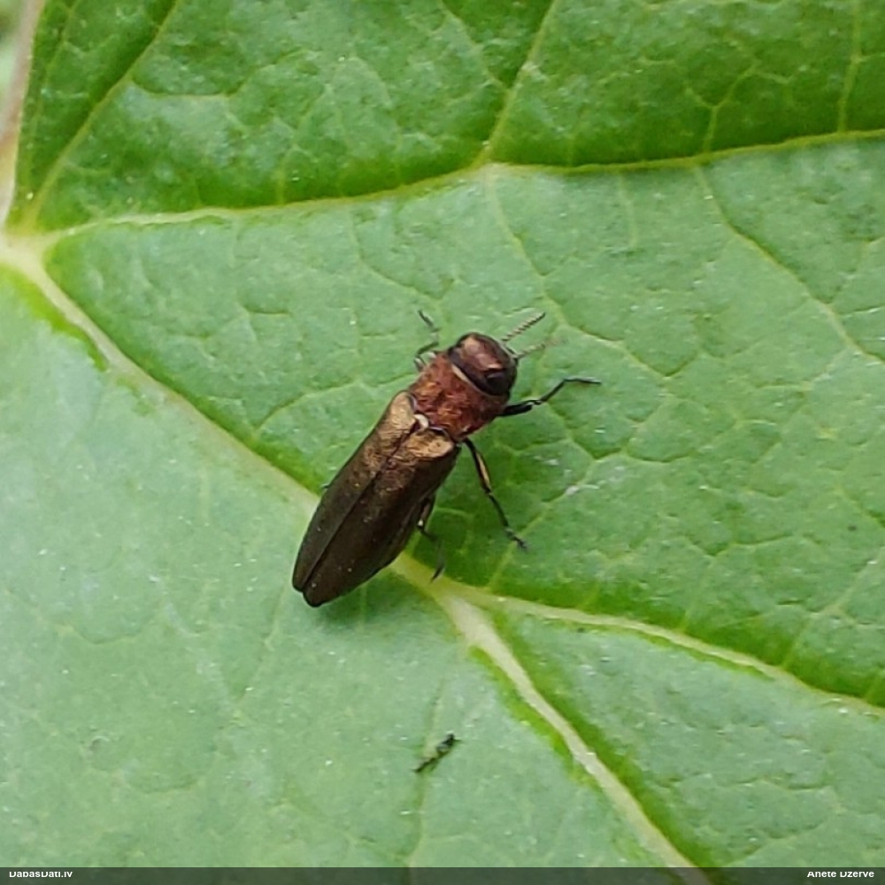 Šaurspārnkrāšņvabole Agrilus sp.