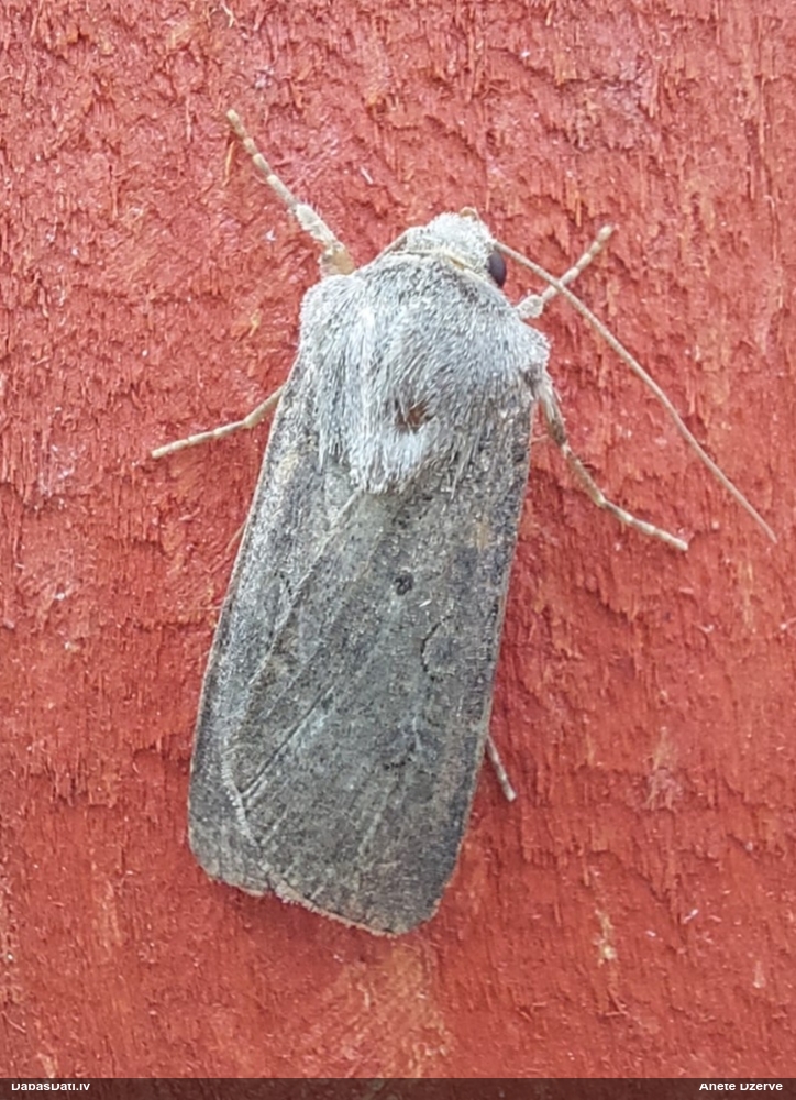 Pūcīte (nenoteikta)