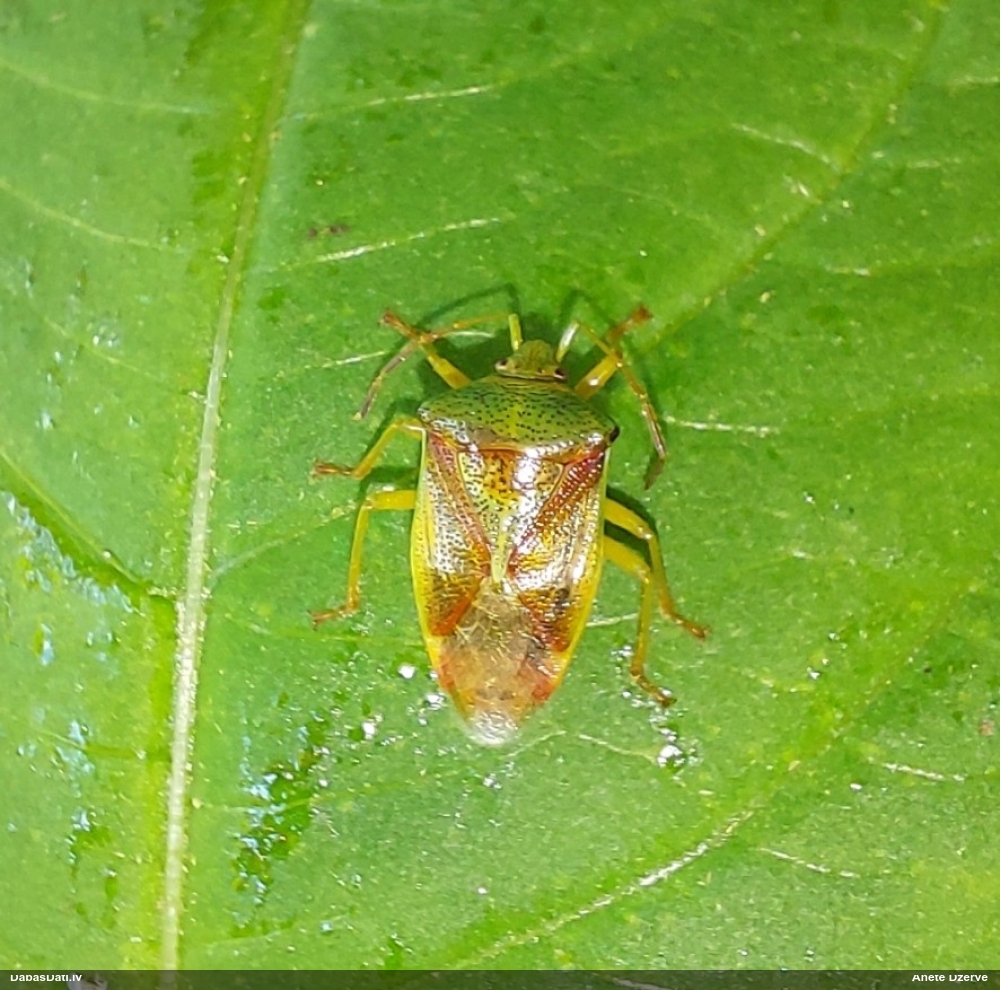 Slaidvairogblakts Elasmostethus sp.
