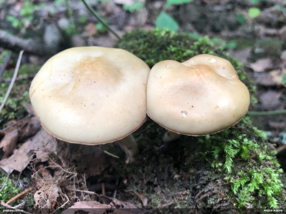 Lapiņsēne (nenoteikta)