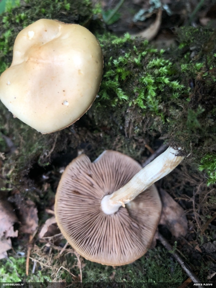 Lapiņsēne (nenoteikta)
